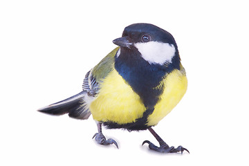 Image showing titmouse bird isolated on white