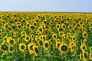 Image showing Sunflowers