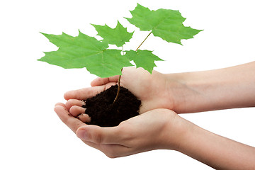 Image showing Tree in hands