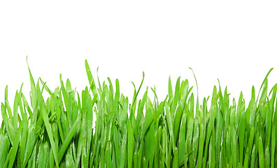 Image showing Green grass