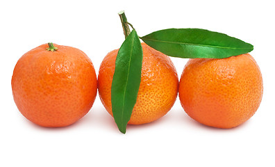 Image showing Tangerines