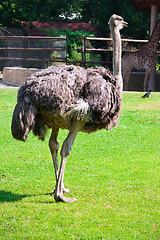 Image showing Ostrich