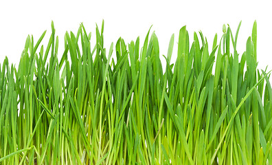 Image showing Green grass