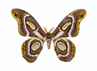 Image showing Butterfly Epiphora Mythimnia