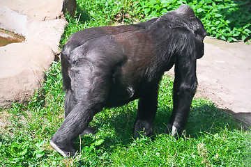 Image showing Gorilla