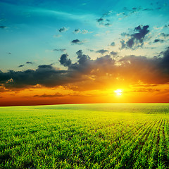 Image showing green grass and low orange sunset