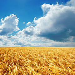 Image showing golden harvest and cloudy sky