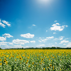Image showing field with sunflowers and blue sunny sky
