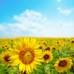 Image showing sunflower close up in field