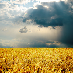 Image showing rainy day and harvest