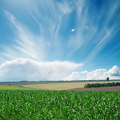 Image showing wind in clouds over green field