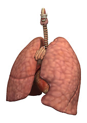 Image showing Healthy Women's Lungs