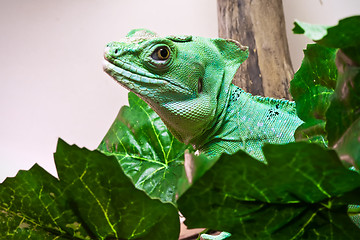 Image showing Plumed basilisk