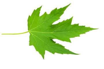 Image showing Green leaf