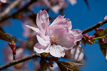 Image showing Cherry blossom