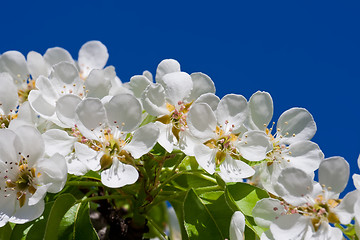 Image showing Apple flowers