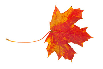 Image showing Maple leaf