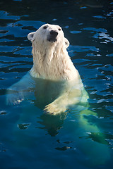 Image showing Polar bear