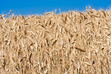 Image showing Wheat field