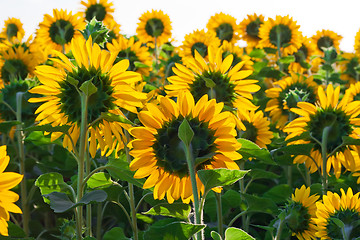 Image showing Sunflowers