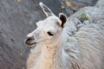 Image showing Llama