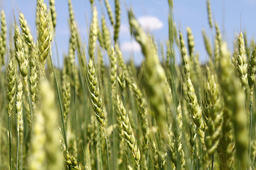 Image showing Green wheat ears