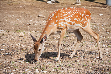 Image showing Deer