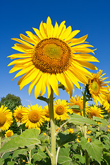 Image showing Sunflower