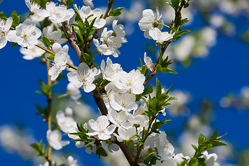 Image showing Apple flowers