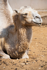 Image showing Camel