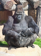 Image showing Gorilla