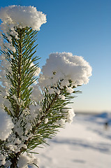 Image showing Pine tree.