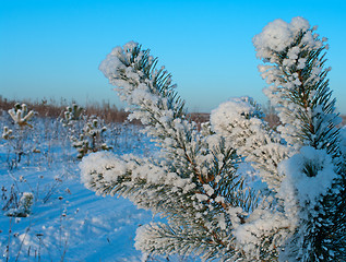 Image showing Winter.