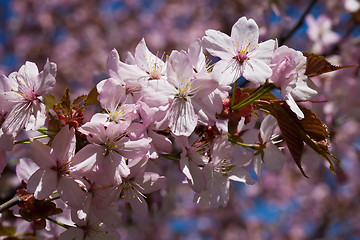 Image showing Cherry blossom