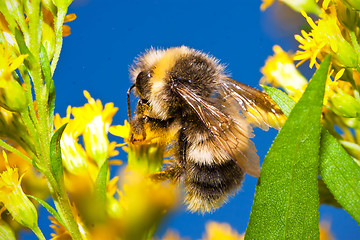 Image showing Bumblebee