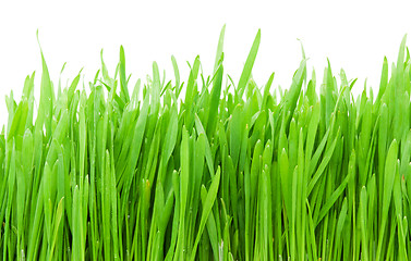 Image showing Green grass