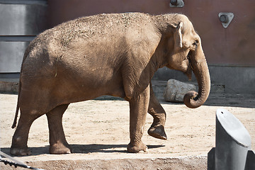 Image showing Elephant