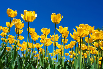 Image showing Tulip flowers