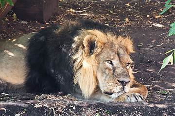 Image showing Lion
