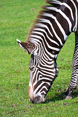 Image showing Zebra