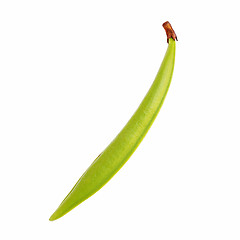 Image showing Green bean pod with clipping path