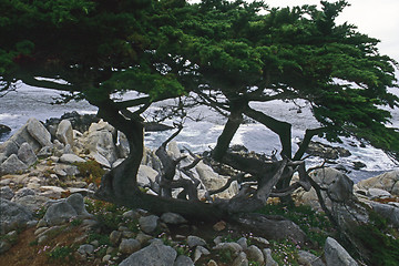 Image showing Point Lobos, California