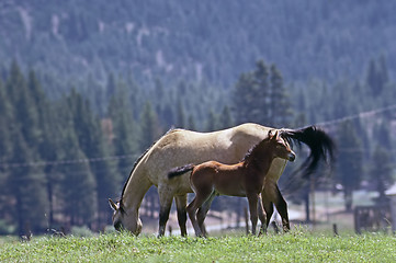 Image showing Mare with foal