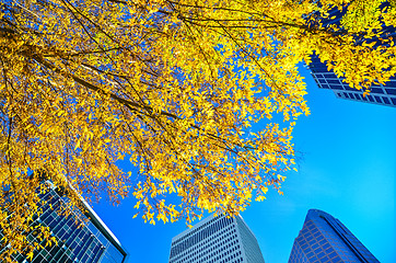 Image showing looking up at tall skyscrapers during fall season