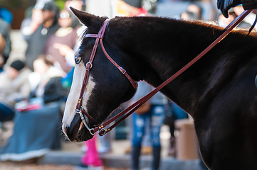 Image showing portrait of a beautiful horse