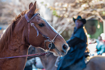 Image showing portrait of a beautiful horse