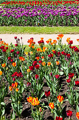 Image showing Tulips garden