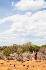 Image showing Masai in savanna