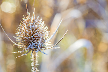 Image showing teasel with ice crystals