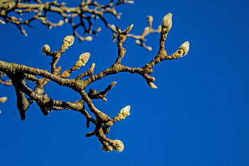 Image showing Magnolia buds in winter